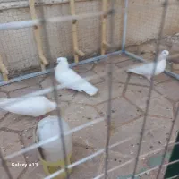 سه تا کبوتر سفید چنگو چشم سفید