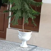 فروش گل زیبا