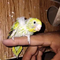 جوجه مرغ عشق|پرنده|یزد, |دیوار