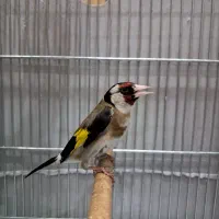 سهر نر جوجه قناری سرلاکی