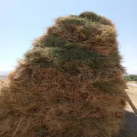 یونجه|خدمات باغبانی و درختکاری|سراب, |دیوار