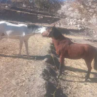 با سلام دو رس اسب خوب نژاد دار|اسب و تجهیزات اسبسواری|یاسوج, |دیوار