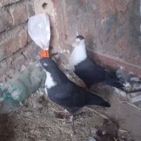 کفتر فروشی|پرنده|تایباد, |دیوار