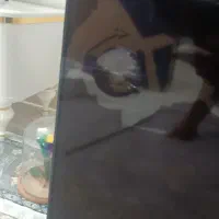 تلویزیون ۵۵اینچ ایکس ویژن|تلویزیون و پروژکتور|وحیدیه, |دیوار