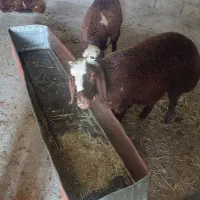 ۸بره ماده افشاری