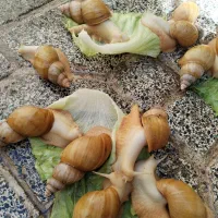 حلزون|خزنده|اصفهان, منتظرالمهدی|دیوار