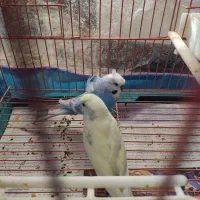 مرغ عشق جفت|پرنده|شیراز, تندگویان|دیوار