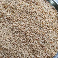 بذر گندم دیم اذر2