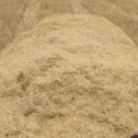 کاه گندم  آبی و دیم