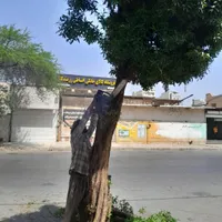 بریدن نخل حرس نخل سمپاشی نخل|خدمات باغبانی و درختکاری|اهواز, نادری|دیوار