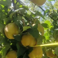 فروش میوه به