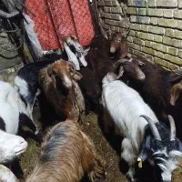 بز نر وماده|حیوانات مزرعه|بندر ماهشهر, |دیوار