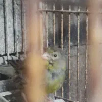 قناری ماده  آماده