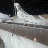 کبوتر گمشده|پرنده|خوی, |دیوار