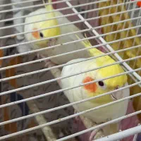 عروس هلندی و کوتوله برزیلی