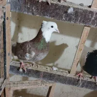 کبوتر پرشی|پرنده|شهریار, شهریار|دیوار