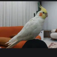 عروس هلندی نر(سخنگو و دستی) بهمراه قفس بزرگ