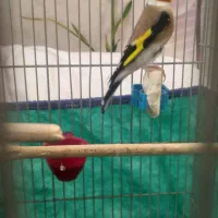 سهره قفسی آنتیک|پرنده|همدان, |دیوار