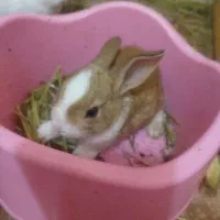 خرگوش ناز و شیطون