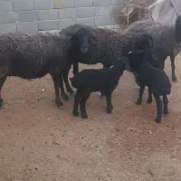 میش بز بره بردار قوچ نربز