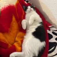 واگذاری گربه