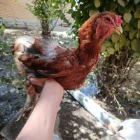 مرغ لاری|حیوانات مزرعه|ملایر, |دیوار