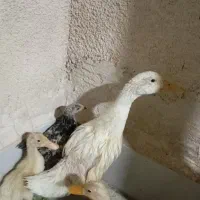 اردک با جوجه مرغ