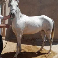 اسب مادیان خیلی آرام،ترکمن،یموت،شکم خالی،آماده کشش|اسب و تجهیزات اسب‌سواری|تاکستان, |دیوار
