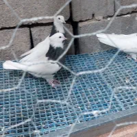 ۶ عدد ماده طوقی ودم سفید|پرنده|ابرکوه, |دیوار