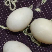 تخم اردک اسراییلی