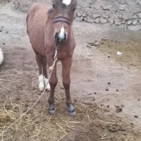 اسب|اسب و تجهیزات اسبسواری|خلخال, |دیوار