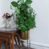 گل آپارتمانی|گل و گیاه طبیعی|تهران, دولاب|دیوار