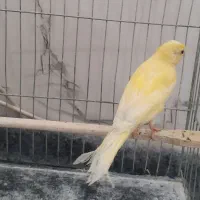 قناری نر خوشرنگ عروسک بخون