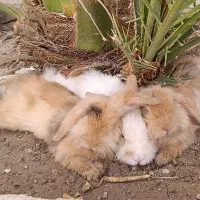 خرگوش لوپ یکسال ونیمه