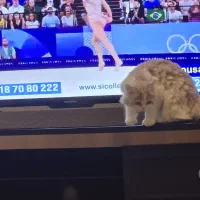 حیوانات|گربه|اصفهان, باغ دریاچه|دیوار