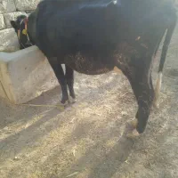 فروش گاو شیری|حیوانات مزرعه|ایذه, |دیوار