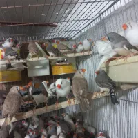 فنچ مولد لپ قرمز خاکستری سفیدابلغ