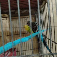 مرغ عشق|پرنده|شهرضا, |دیوار