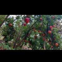 باغ-ویلایی-با-انواع-درختان-میوه-معاوضه-فروش