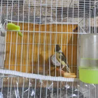 قناری مست خون|پرنده|مشهد, کوی ولیعصر|دیوار