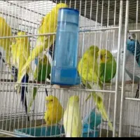مرغ عشق مرغ عشق انگلیسی عروس هلندی البینو|پرنده|برخوار, |دیوار