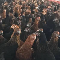 جوجه بومی دم طلا|حیوانات مزرعه|تهران, آرژانتین|دیوار