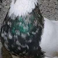 خرید فروش پرنده