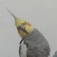 عروس هلندی سخنگو همراه با قفس و همه لوازم و خوراک