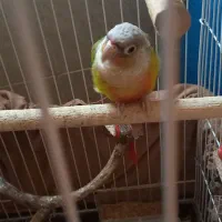 عروس هلندی وگرینچیک