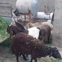 بره ور کره بر عید قربان