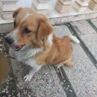 سگ پیداشده گمشده