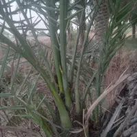 بو دادن ب نخل یا همون لگاح