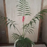 گل های آپارتمانی کاملاسالم فروشی|گل و گیاه طبیعی|کرج, شاهین‌ویلا|دیوار