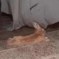 خرگوش نر جوان